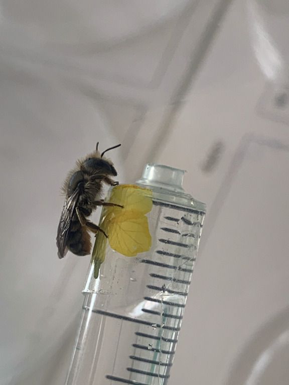 Bee from the species Osmia brevicornis on a syringe.