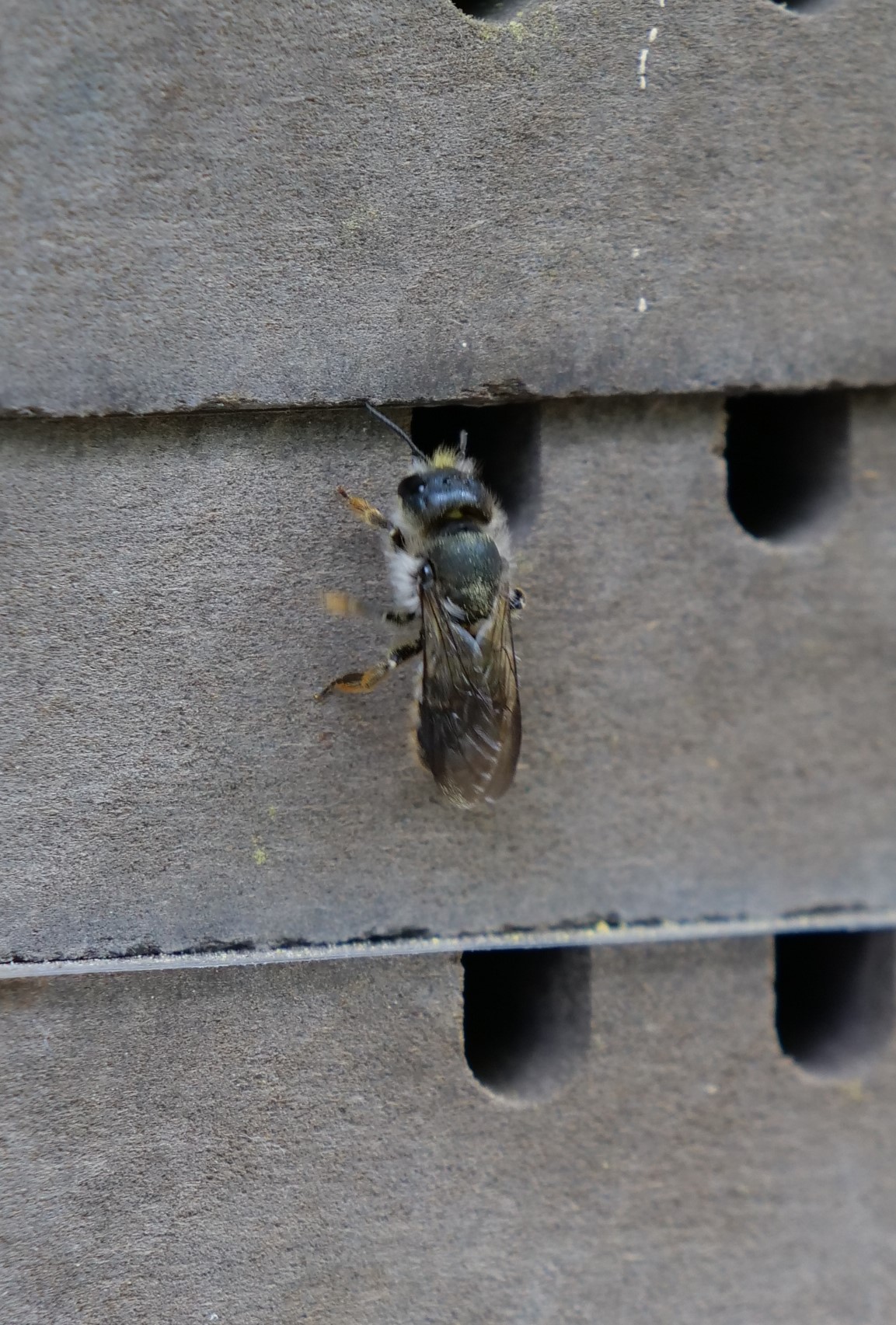 Bee from the species Osmia brevicornis outside on a hive.
