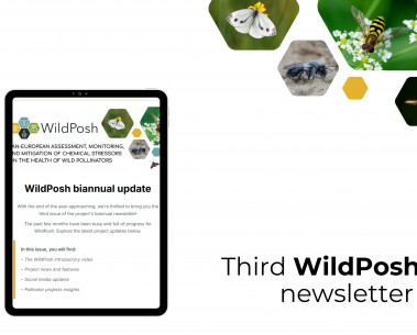 WildPosh newsletter showcases recent project progress and insights
