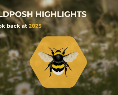 WildPosh releases 2025 highlights video