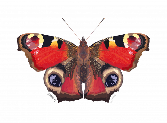 Aglais io illustration