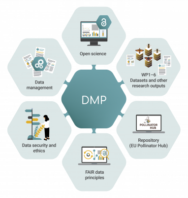 DMP Infographic infographic