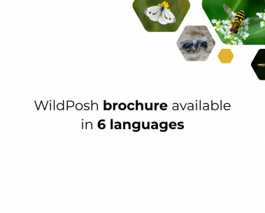 WildPosh brochure now available in 6 languages