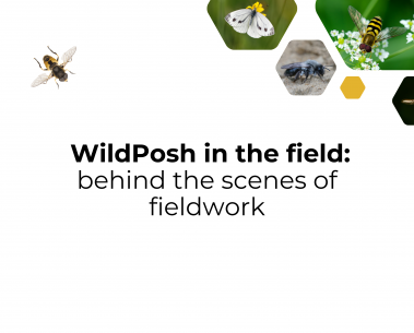 Behind the scenes of WildPosh field work
