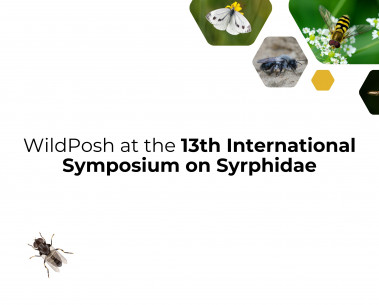 WildPosh at the 13th International Symposium on Syrphidae