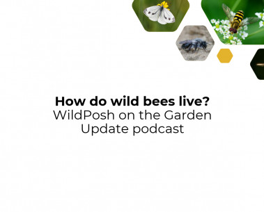 How do wild bees live? WildPosh on the Garden Update podcast
