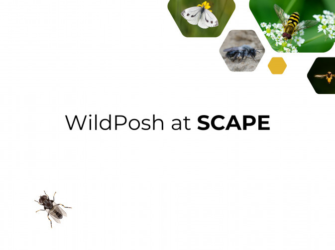 WildPosh at SCAPE: Presenting pesticide sensitivity research