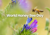 World Honey Bee Day 2026