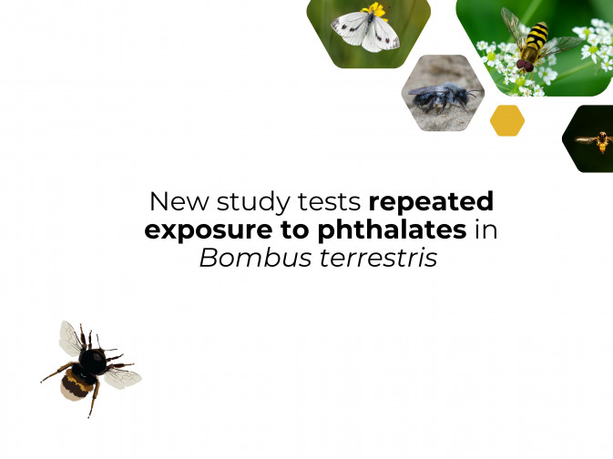 New paper studies the effects of repeated exposure to realistic doses of phthalates