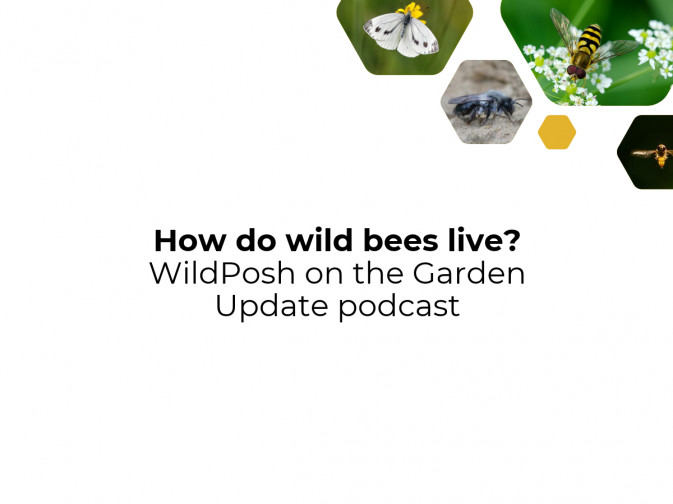 How do wild bees live? WildPosh on the Garden Update podcast