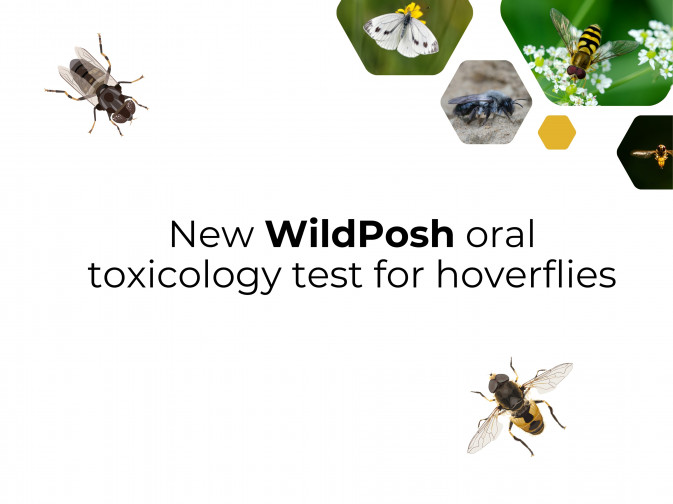 New WildPosh study presents an oral toxicology test for hoverflies
