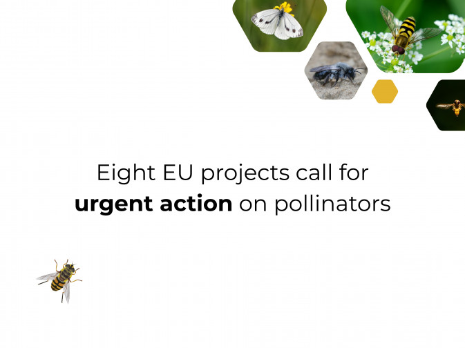 Europe faces a pollinator crisis, researchers warn