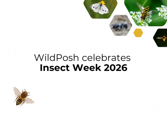 WildPosh celebrates Insect Week 2026 with a social media game