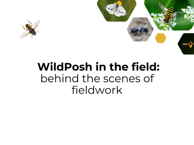 Behind the scenes of WildPosh field work