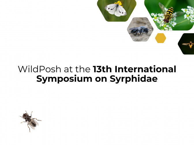 WildPosh at the 13th International Symposium on Syrphidae